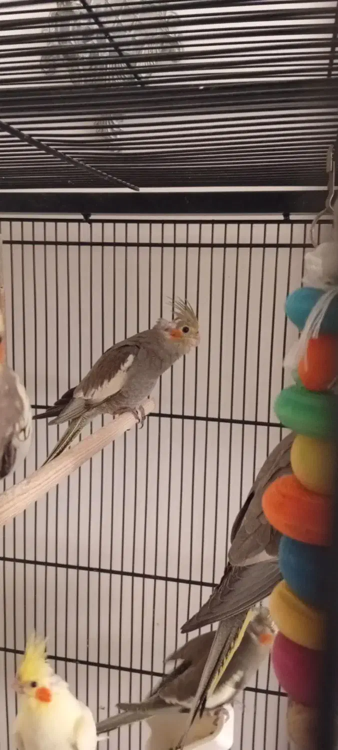 جوجه عروس هلندی|پرنده|پردیس, فاز ۱۱|دیوار