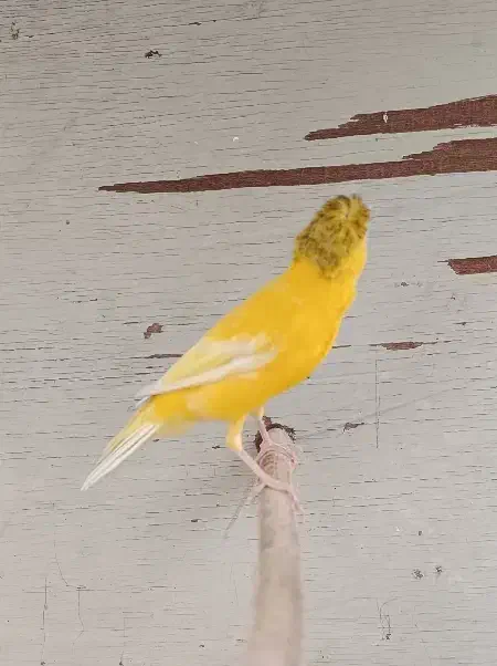 قناری ماده کاکلی|پرنده|چابهار, |دیوار