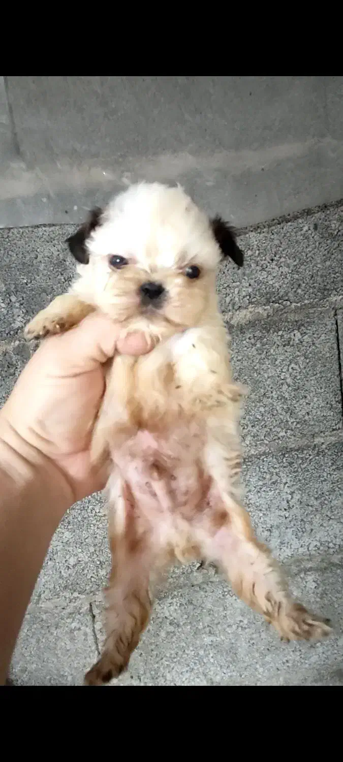 شیتزو سوپر فلت|سگ|بندر انزلی, پیل علی باغ|دیوار