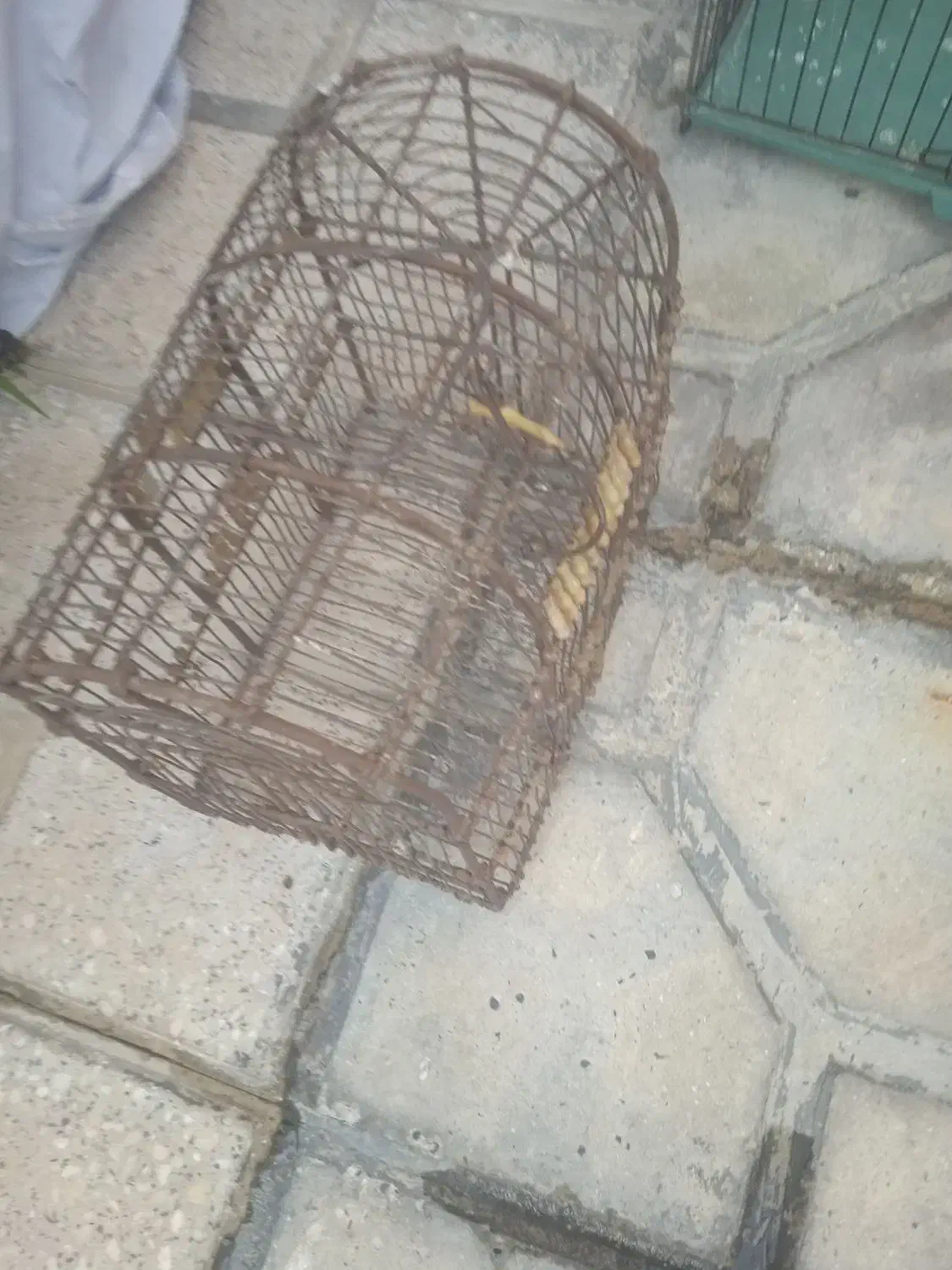 قفس پرنده|لوازم جانبی حیوانات|شیراز, کوشک میدان|دیوار