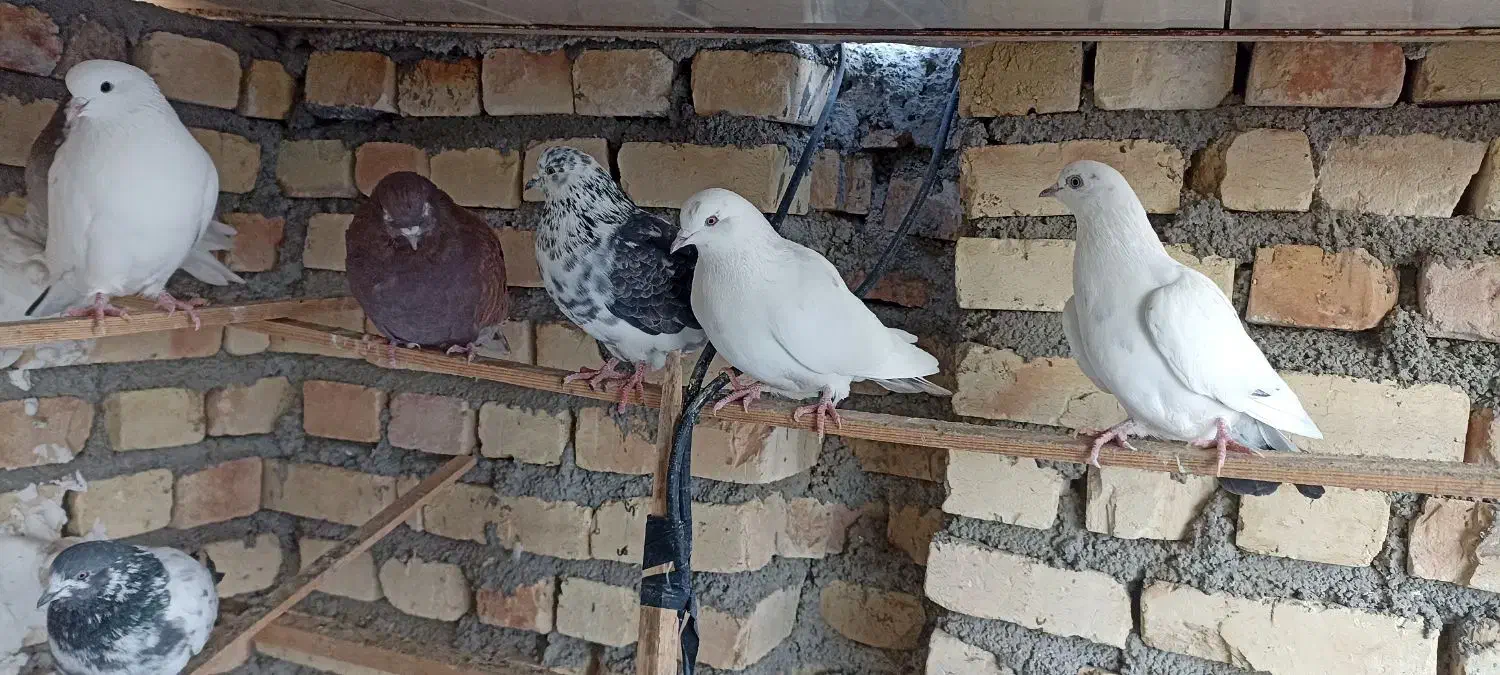 کفتر کبوتر|پرنده|جوادآباد, |دیوار