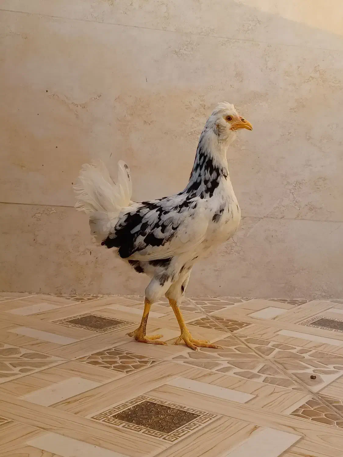 مرغ گلین|حیوانات مزرعه|برازجان, |دیوار