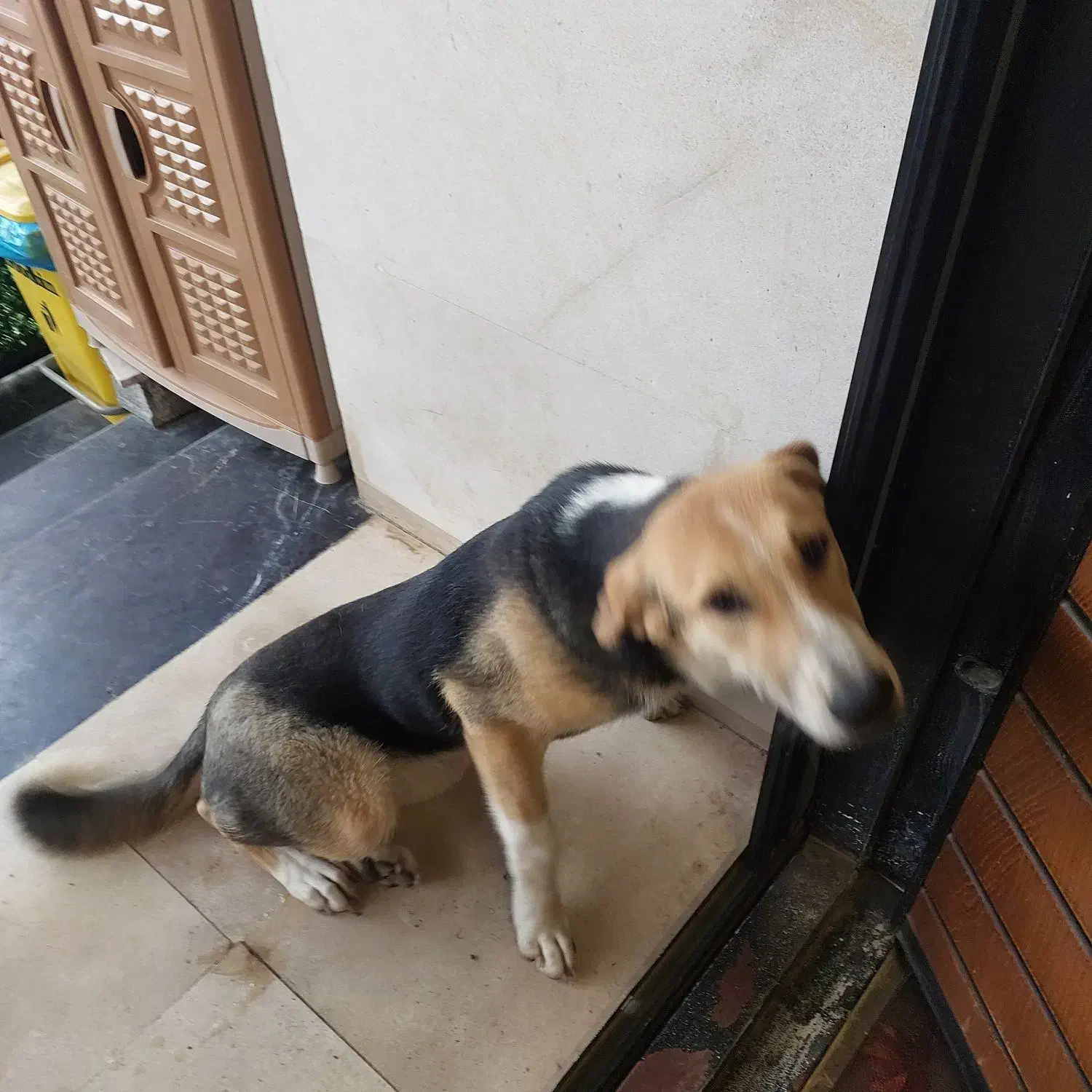 واگذاری سگ|سگ|آمل, |دیوار