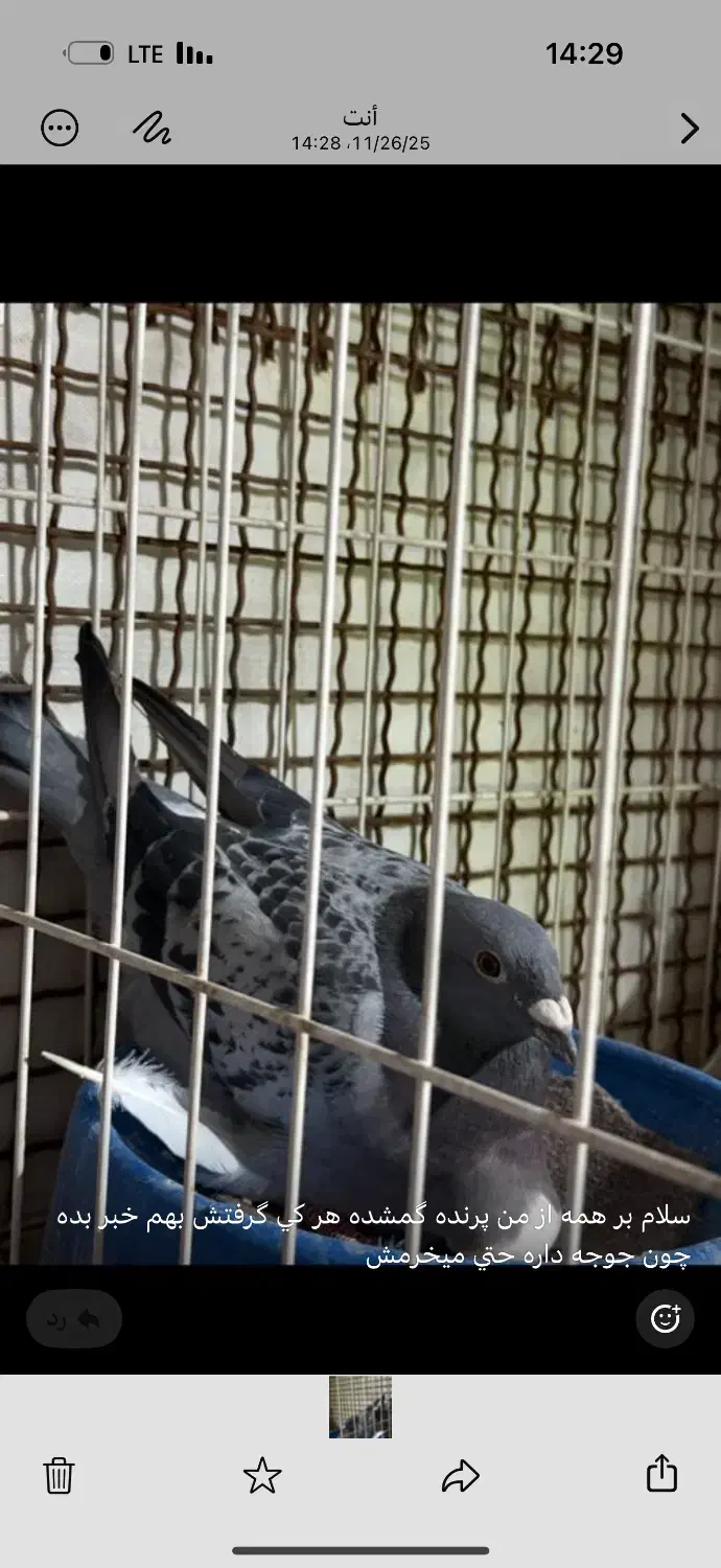 گمشده|حیوانات|اهواز, زردشت|دیوار