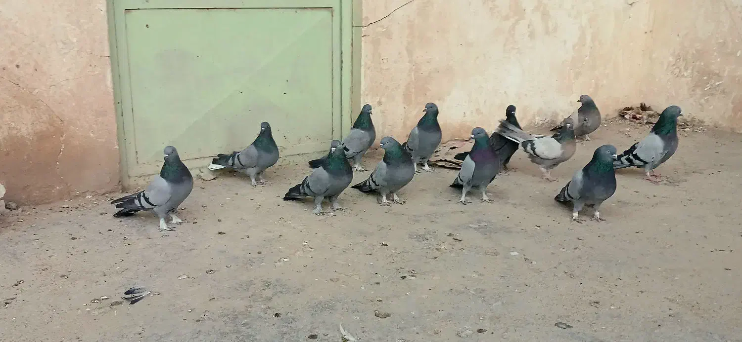 کبوتر|پرنده|لاران, |دیوار