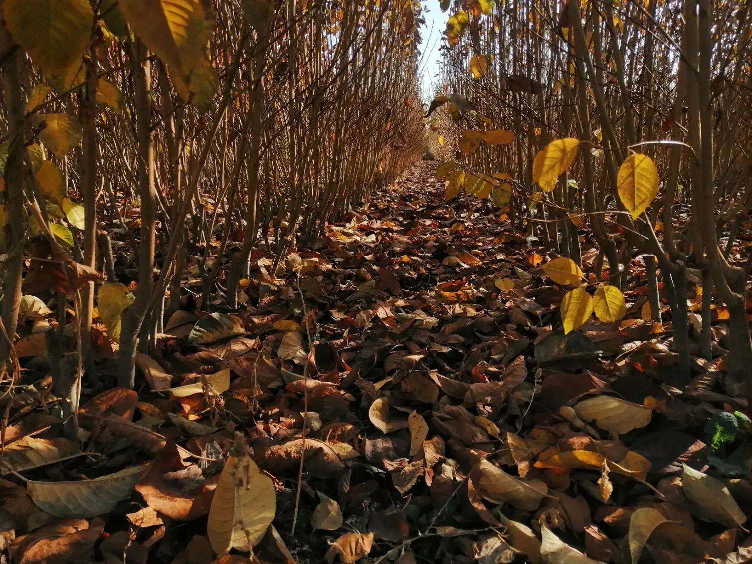 فروش نهال به صورت چکی|گل و گیاه طبیعی|شهریار, شهریار|دیوار