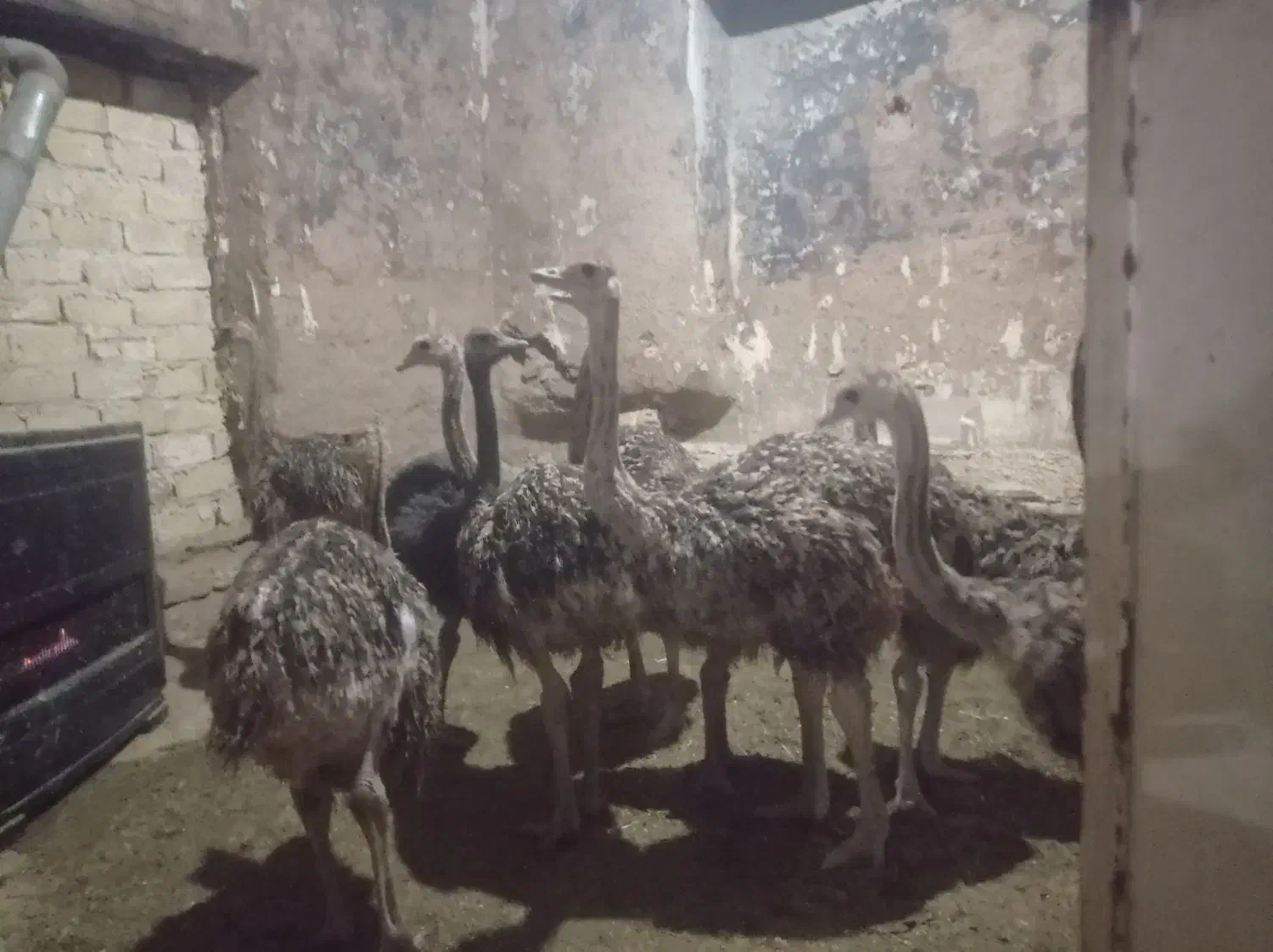 شتر مرغ|حیوانات مزرعه|اسفرورین, |دیوار