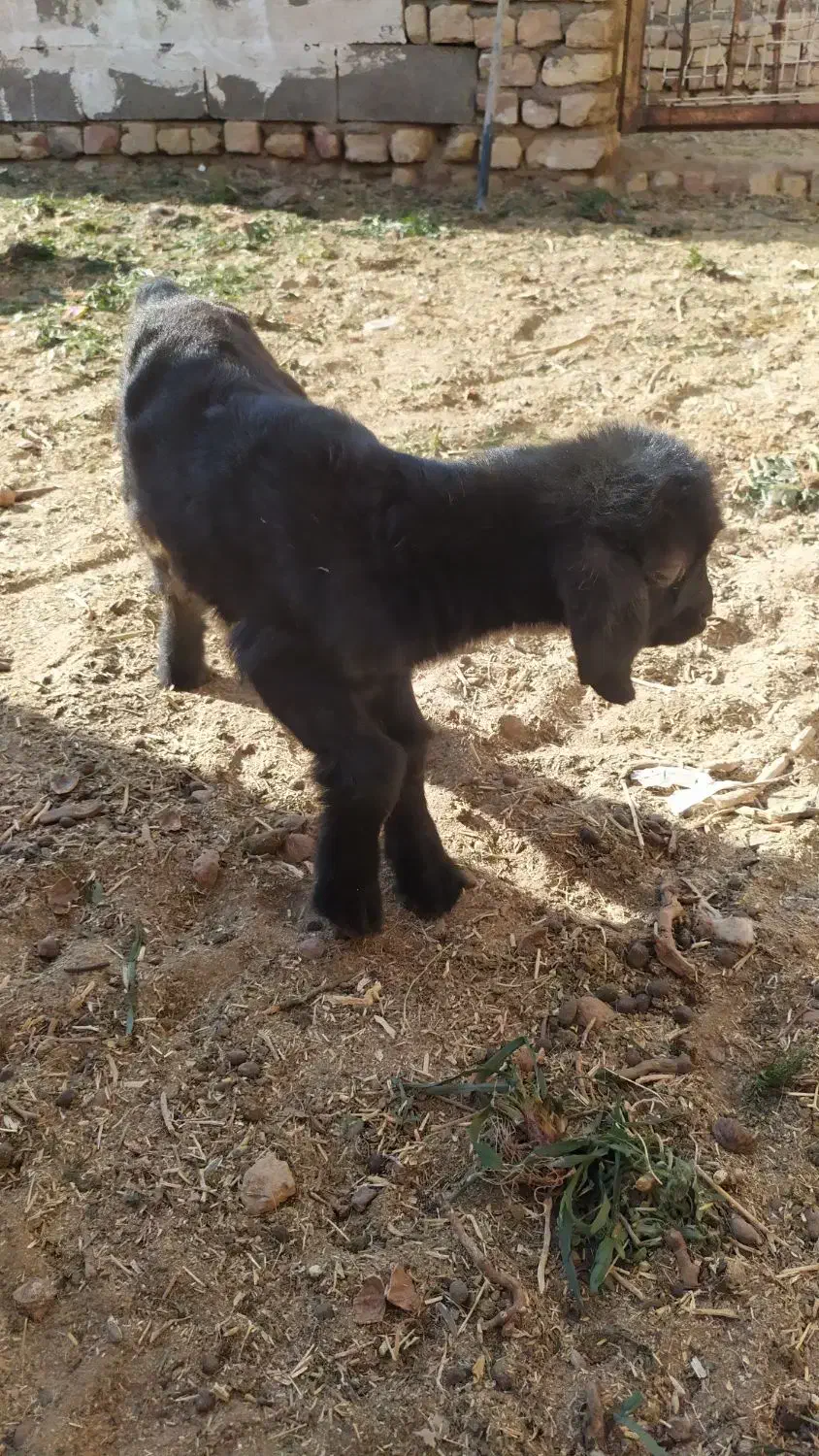 بزغاله نر ، شیرخور ، 12 روزه|حیوانات مزرعه|کویرات, |دیوار