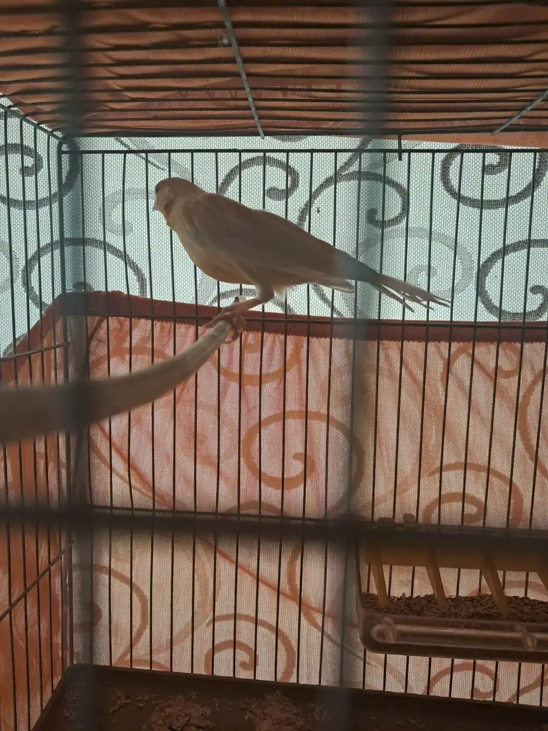 قناری نر پرتقالی|پرنده|اردبیل, |دیوار