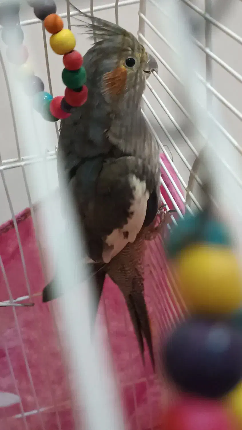 عروس هلندی بالغ ماده|پرنده|لاهیجان, کوی خزر|دیوار