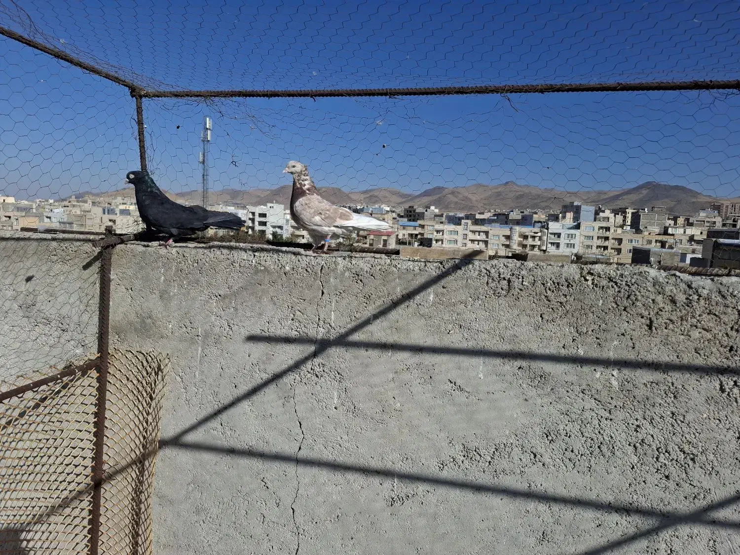 کبوتر|پرنده|زنجان, |دیوار