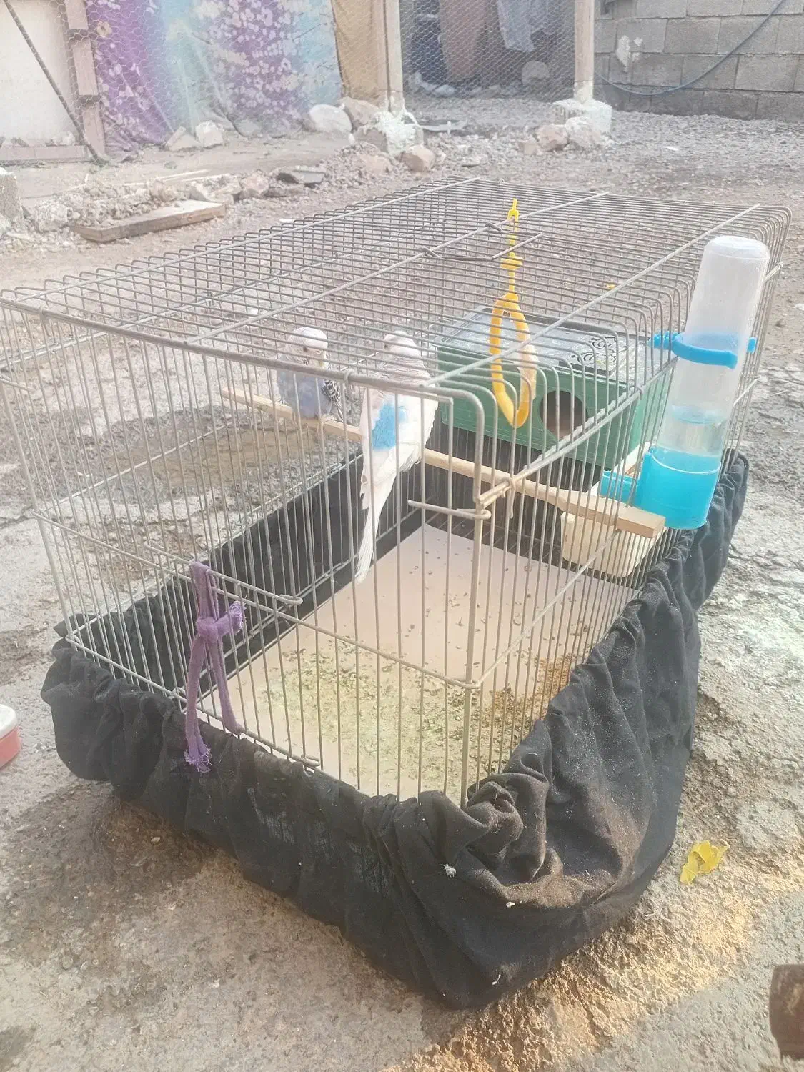 سلام یک. جفت مرغ قشق خوشکل 600|پرنده|نورآباد ممسنی, |دیوار