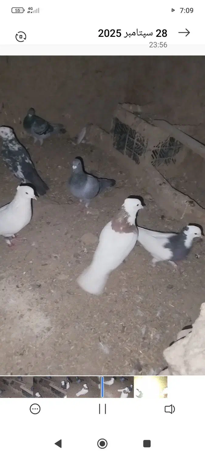 کبوتر کبوتر|پرنده|حمیدیه, |دیوار