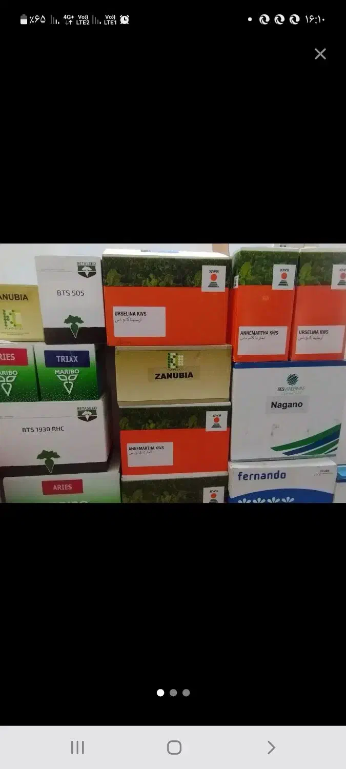 بذر چغندر|خدمات باغبانی و درختکاری|مرودشت, ابوذر جنوبی|دیوار