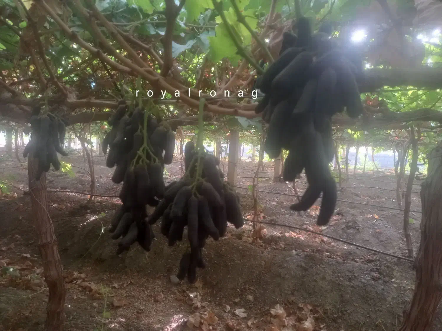 نهال انگور پیوندی سویت شاپر|خدمات باغبانی و درختکاری|خلخال, |دیوار