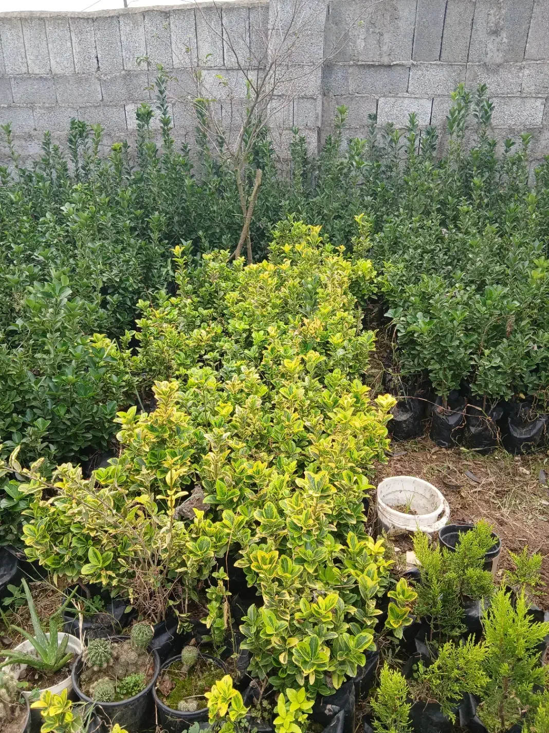 شمشاد سبز و ابلق|خدمات باغبانی و درختکاری|رشت, لاکان|دیوار