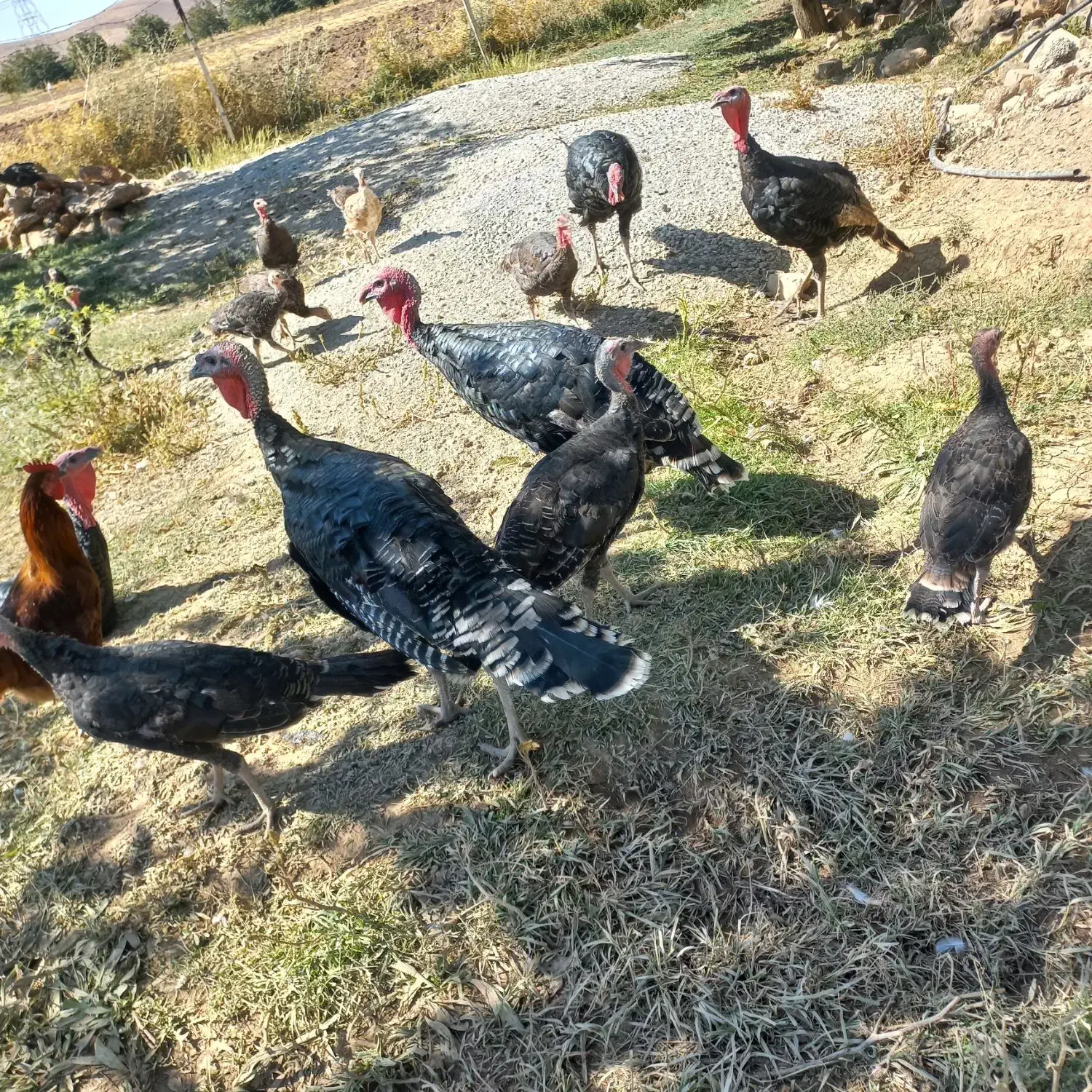 نیمچه بوقلمون یلدایی|حیوانات مزرعه|خرم‌آباد, |دیوار