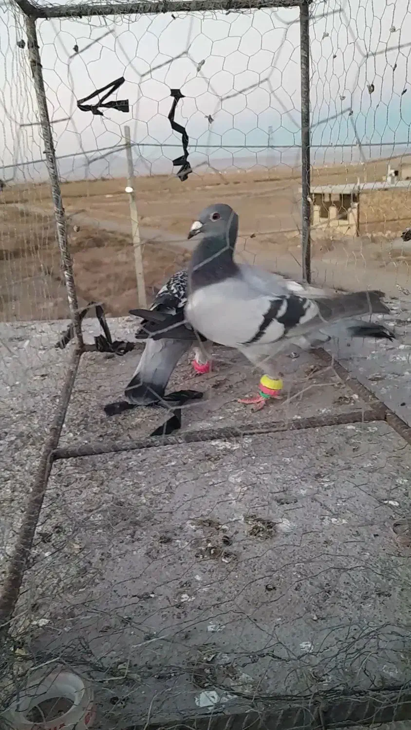 کفتر جنگی|پرنده|سبزوار, قصبه شرقی|دیوار