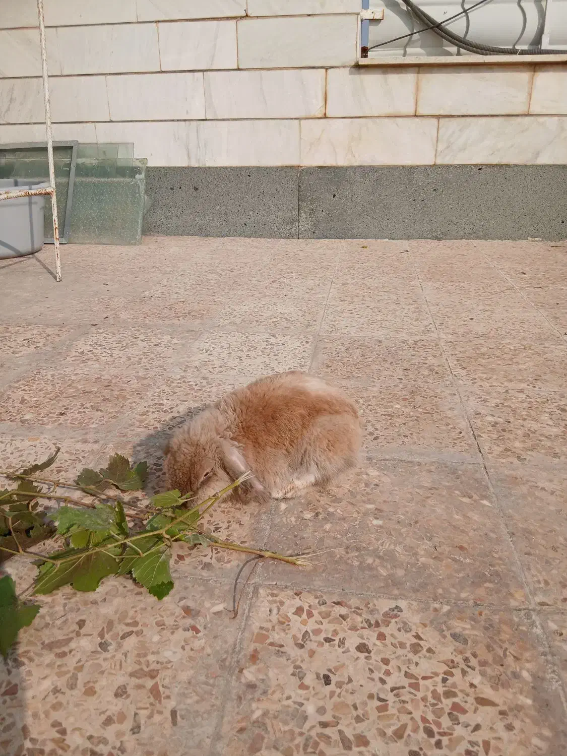 خرگوش لوپ|موش و خرگوش|خرم‌آباد, |دیوار