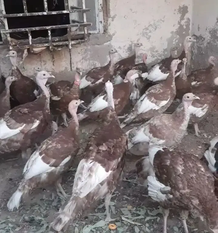 بوقلمون نر  بوربون قرمز|حیوانات مزرعه|امیدیه, |دیوار