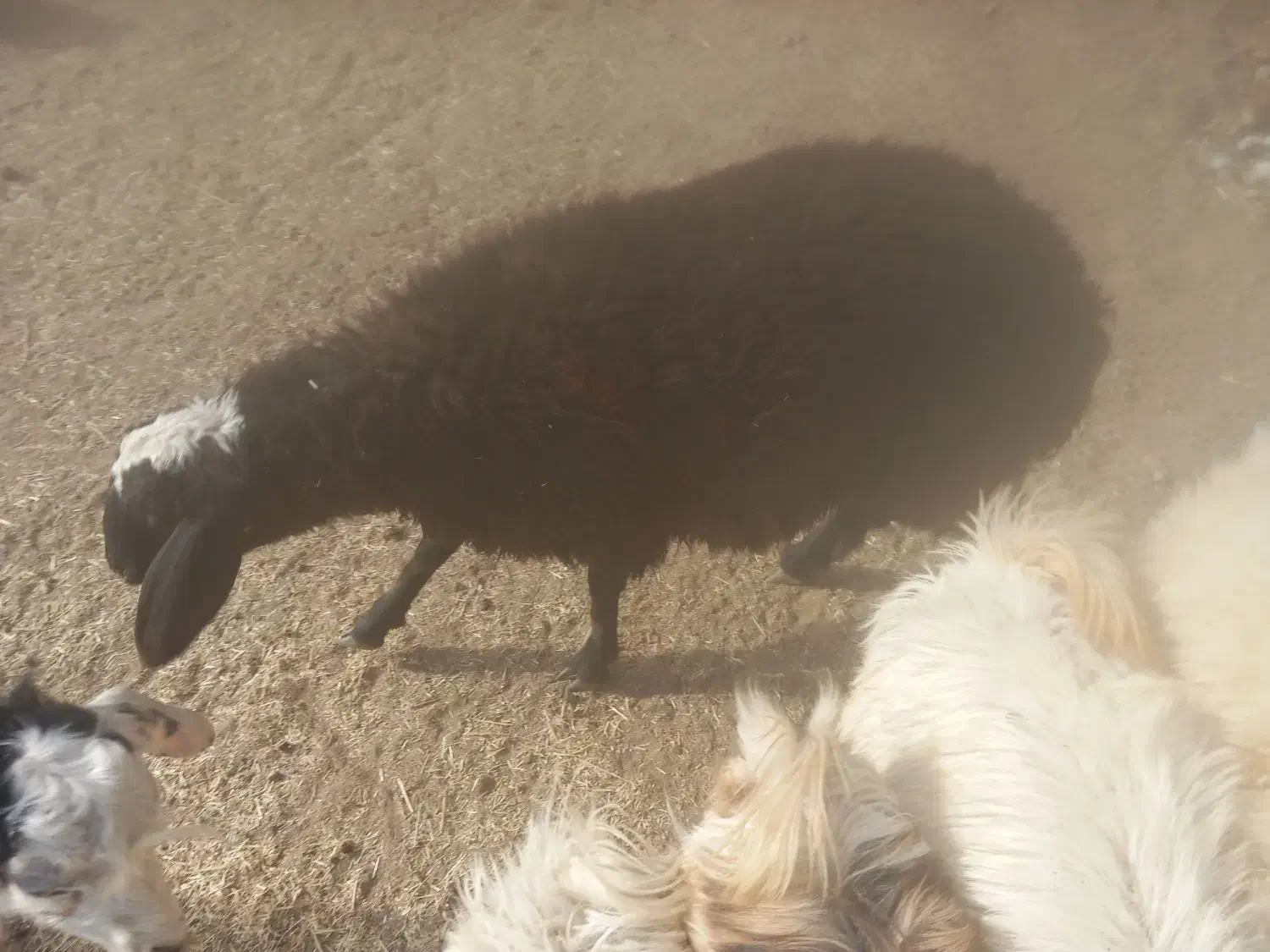 بره.فروشی رابر|حیوانات مزرعه|رابر, |دیوار