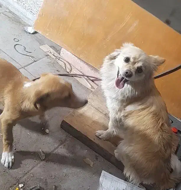 دو عدد سگ گم شده|حیوانات|رفسنجان, |دیوار