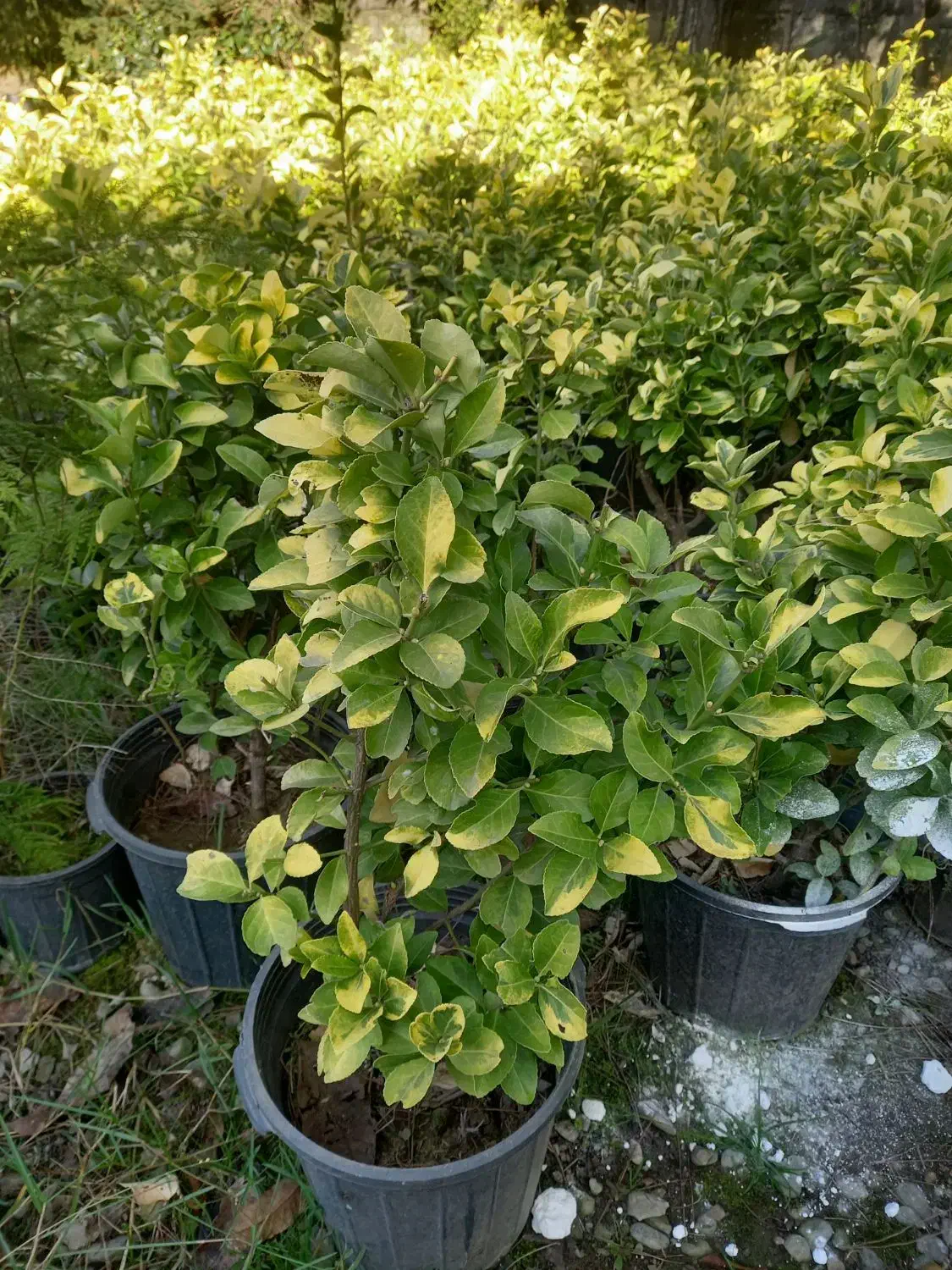 شمشاد|خدمات باغبانی و درختکاری|چابکسر, |دیوار