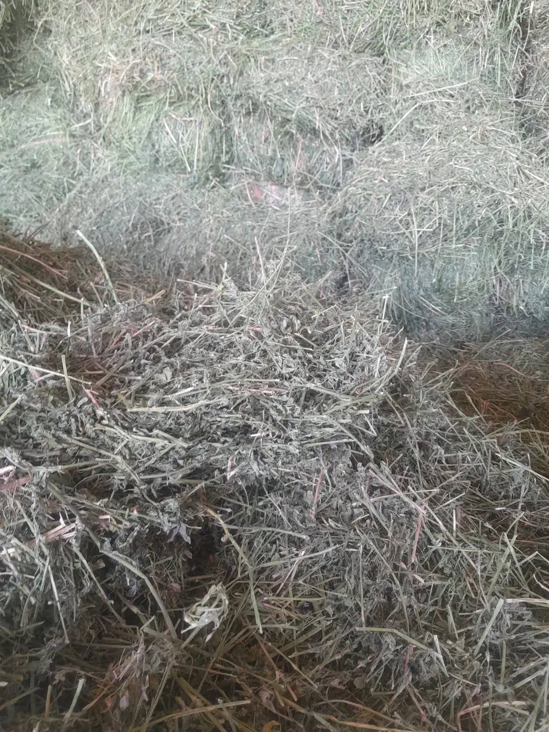 یونجه درجه یک بیستون|لوازم جانبی حیوانات|بیستون, |دیوار