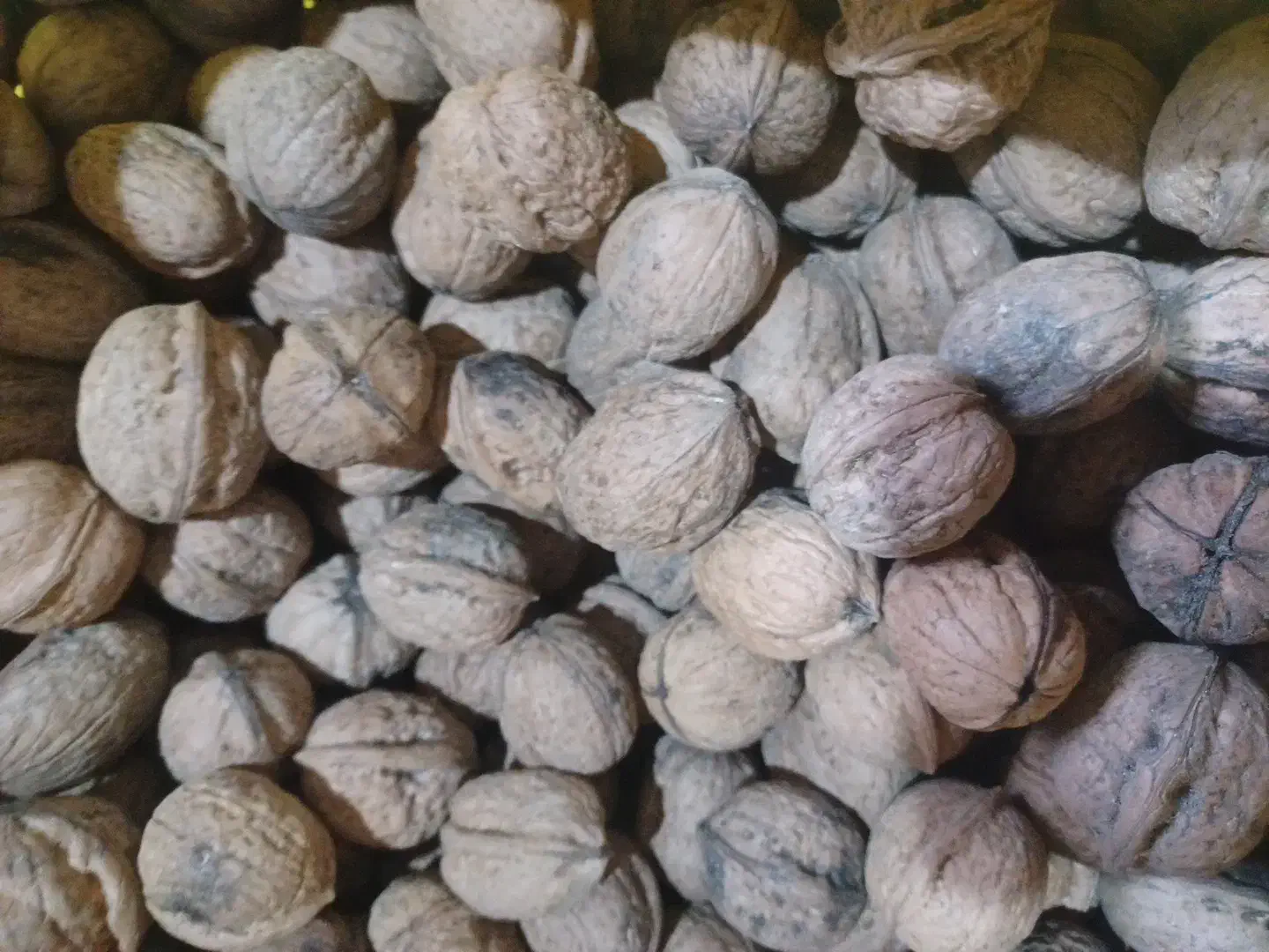 فروش گردوی جنگلی صدرصد طبیعی|خوردنی و آشامیدنی|چوبر, |دیوار