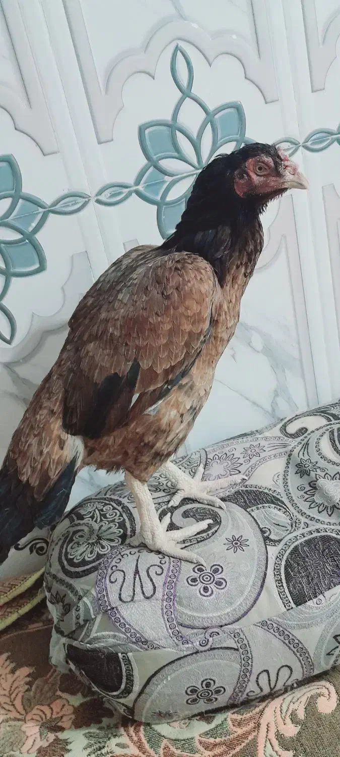 مرغ فروشی|حیوانات مزرعه|سراوان, |دیوار