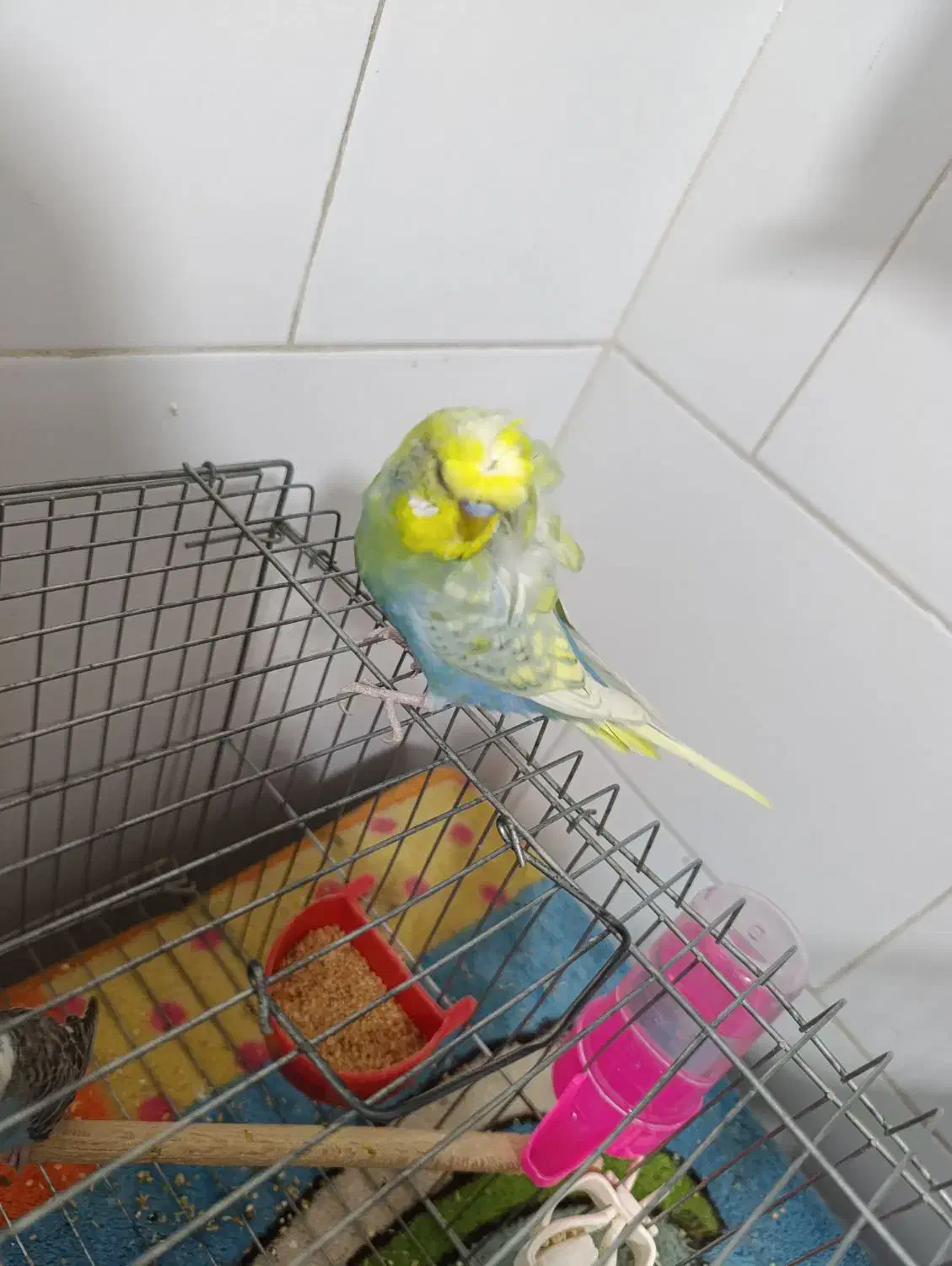 فروش مرغ عشق پروانه ای نر جوان|پرنده|برازجان, |دیوار