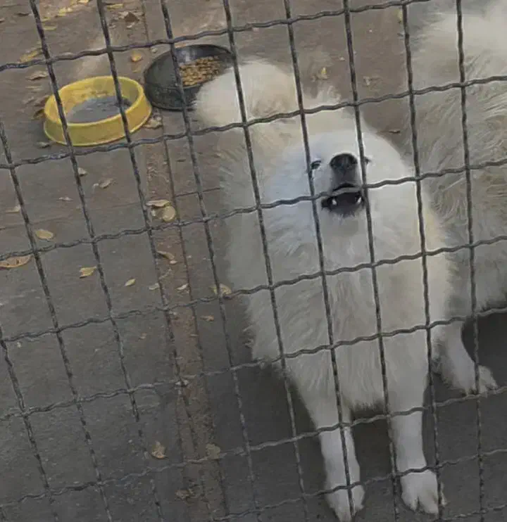 واگزاری سگ نژاد سامویید اصل از نسل وارداتی اصل|سگ|کرج, شهرک سهرابیه|دیوار