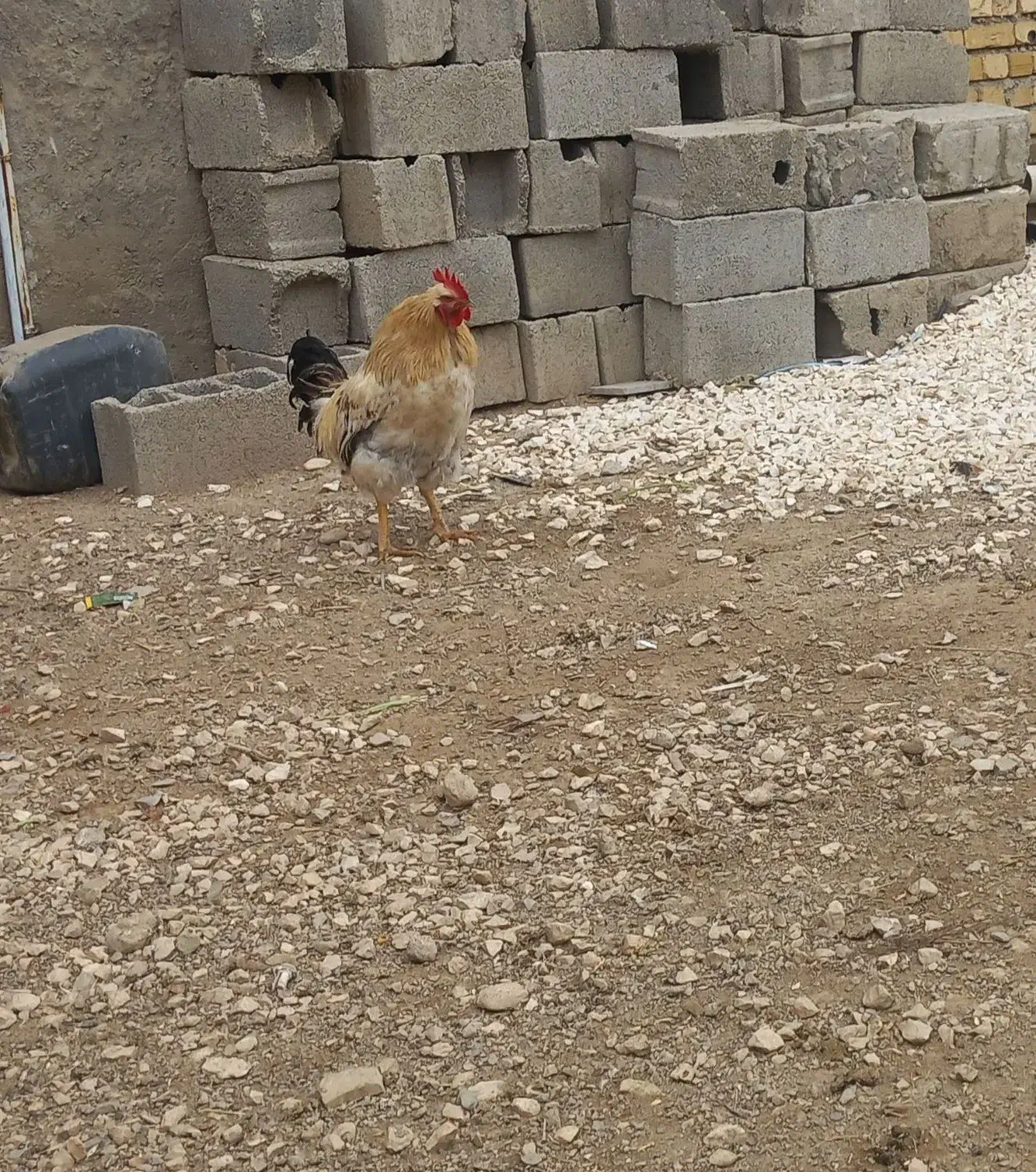 مرغ و خروس جوان|حیوانات مزرعه|زرین دشت (همدان), |دیوار