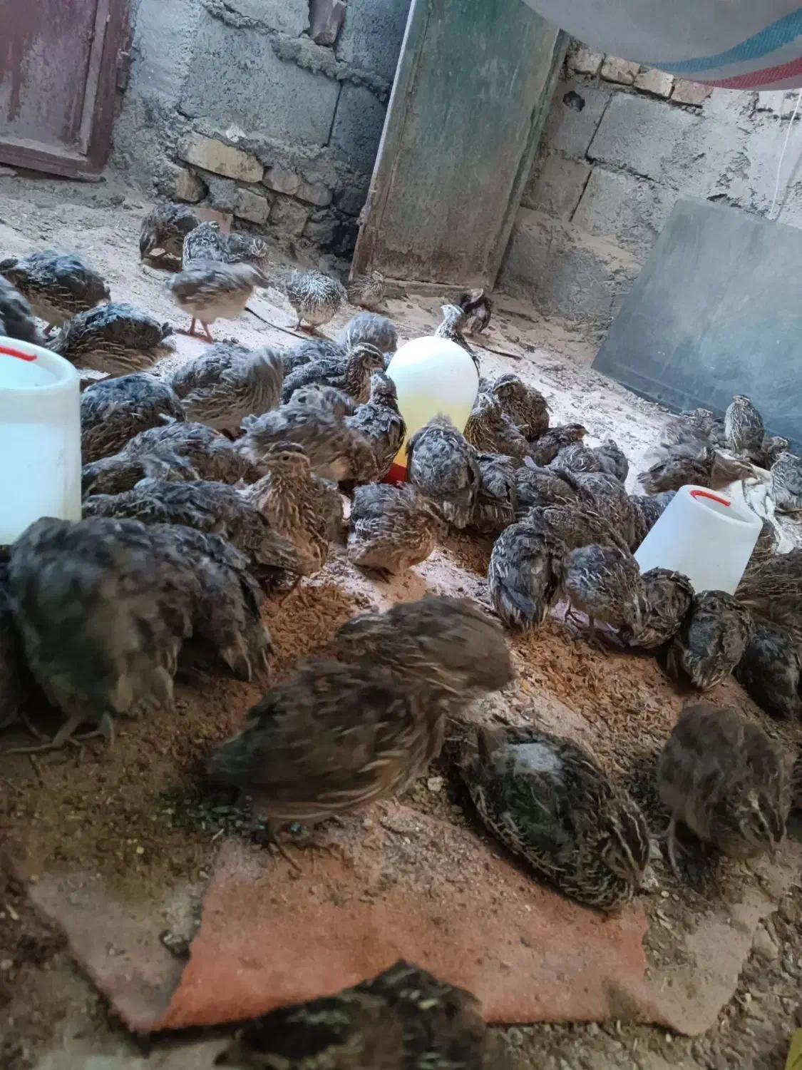 بلدرچین|حیوانات مزرعه|نیمروز, |دیوار