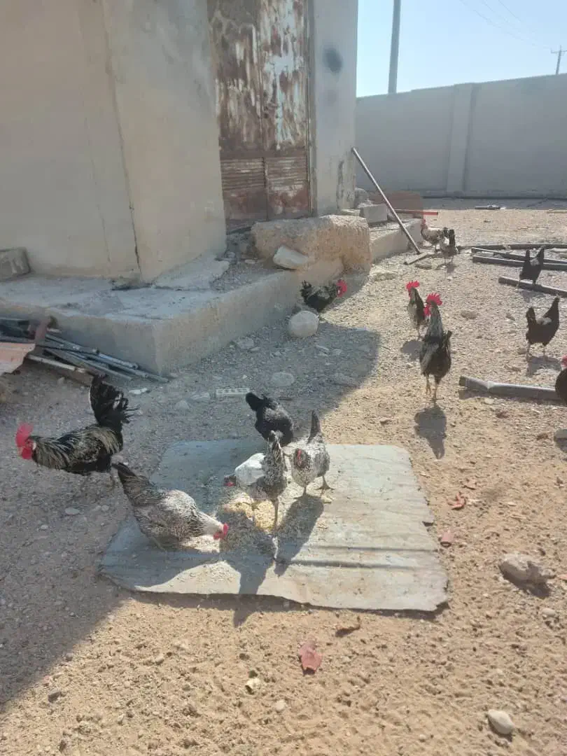 مرغ و خروس|حیوانات مزرعه|کاکی, |دیوار