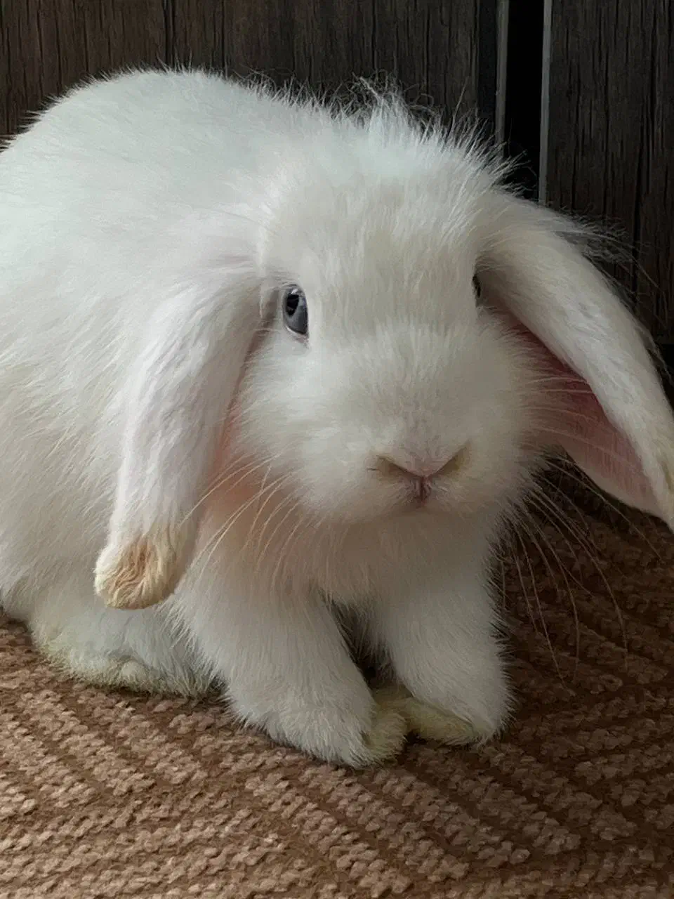 خرگوش لوپ|موش و خرگوش|خرم‌آباد (تنکابن), |دیوار