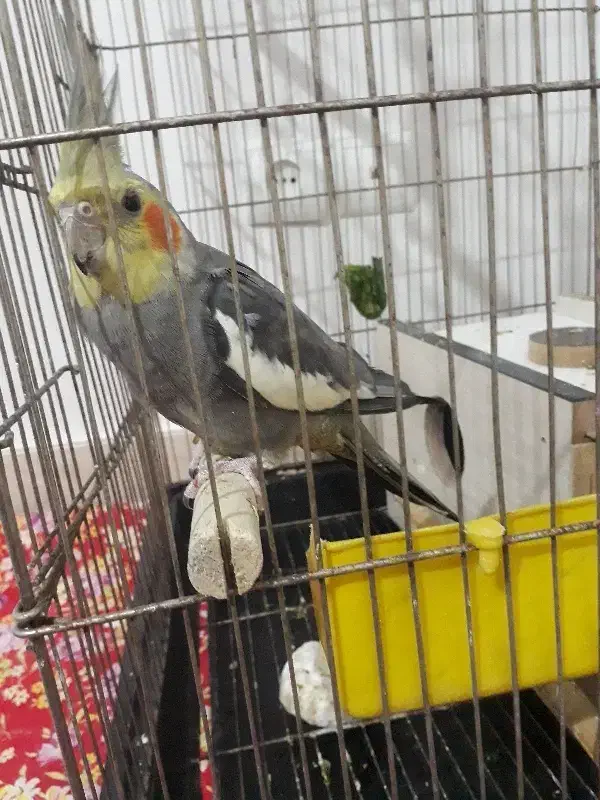 عروس هلندی سخن گو|پرنده|مرند, |دیوار