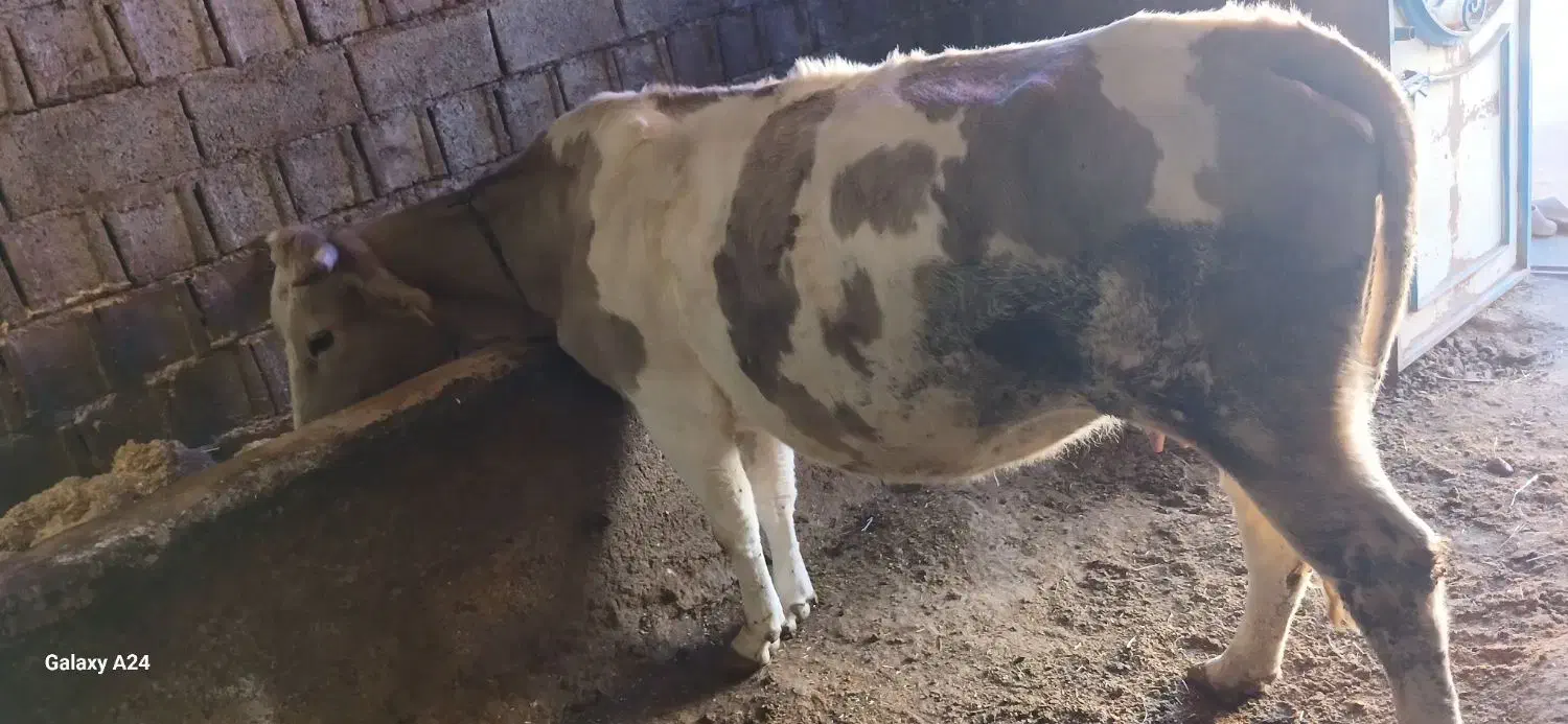 گاو|حیوانات مزرعه|اهر, |دیوار