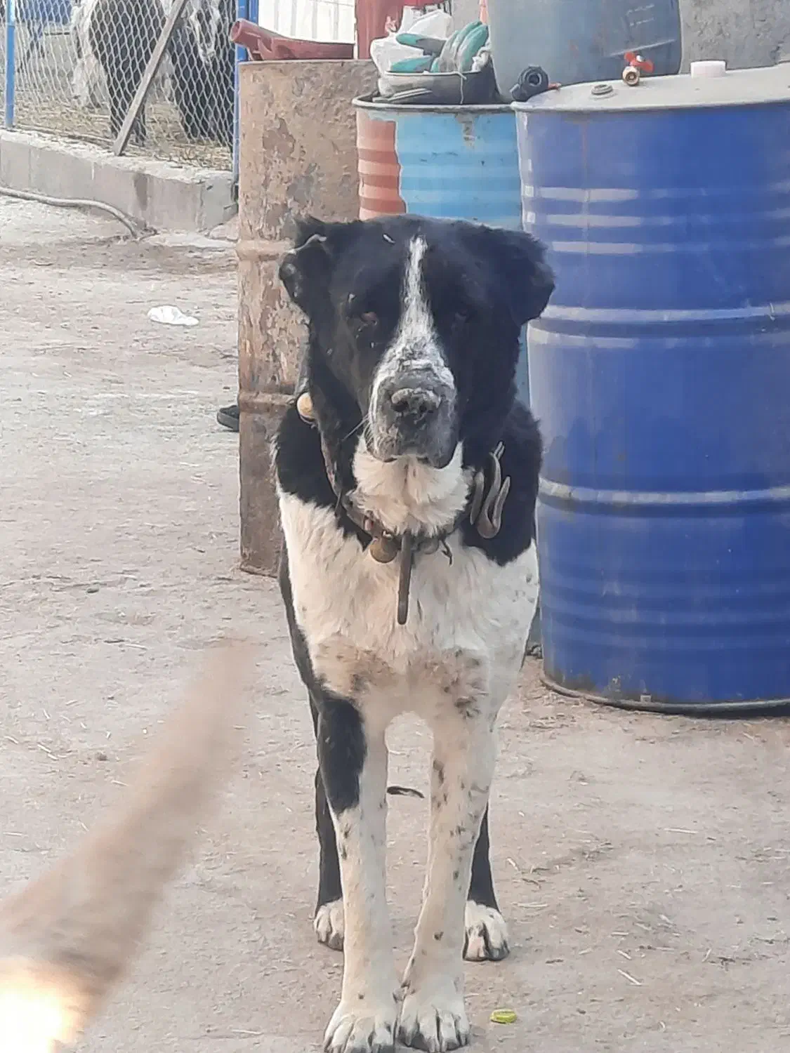 سگ افغان گوسفندی دهن پاک|سگ|قم, قلعه کامکار|دیوار