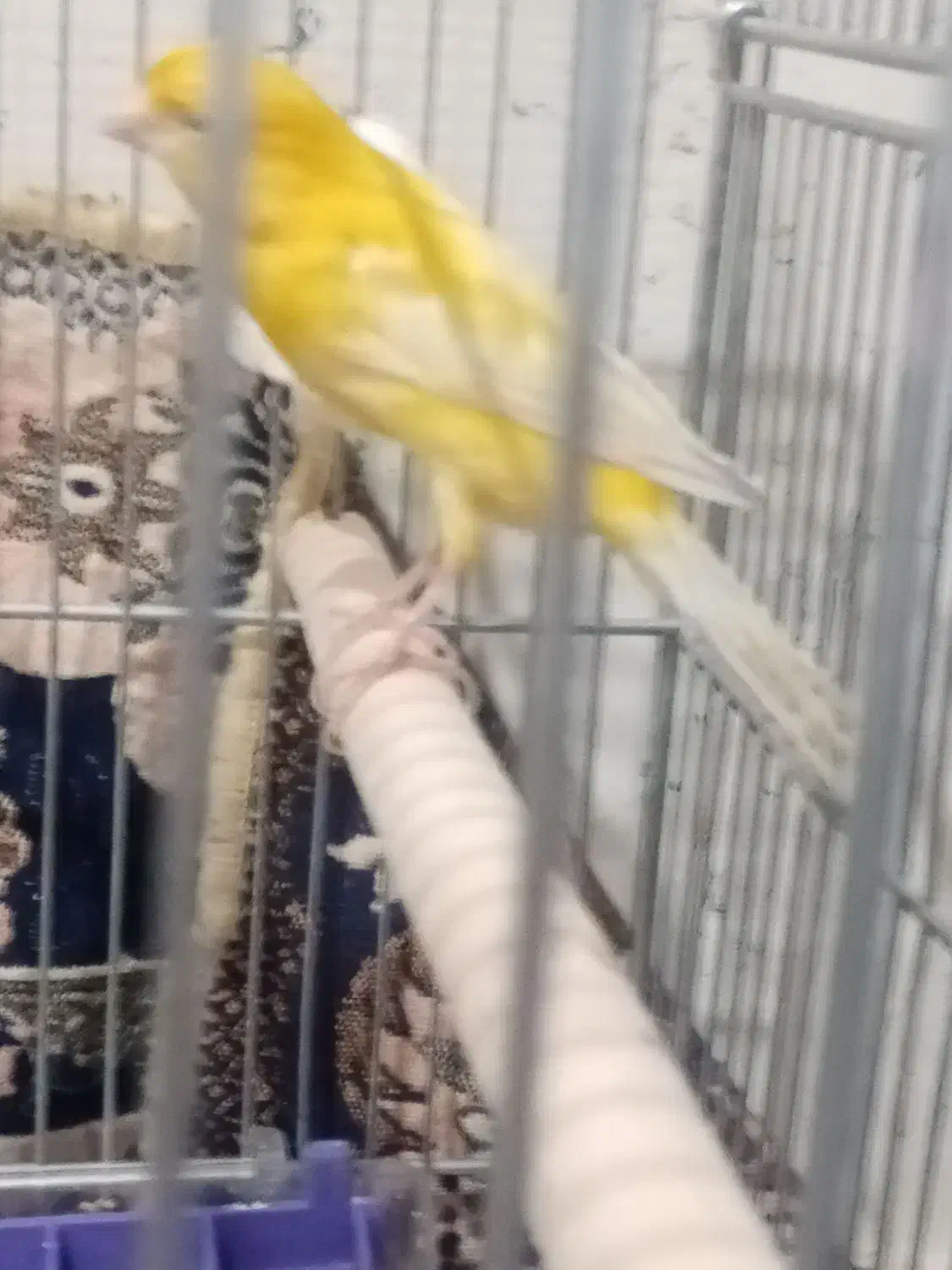 قناری نر|پرنده|فرخشهر, |دیوار