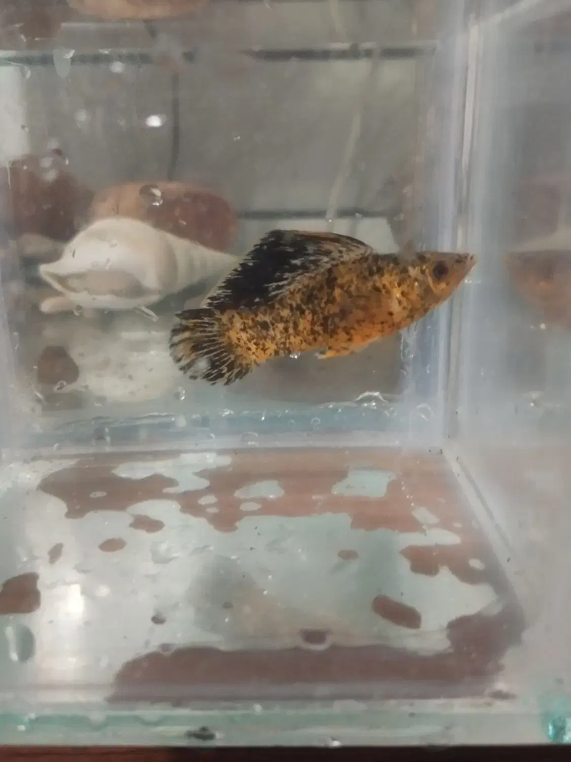 ماهی و آکواریوم|ماهی|دزفول, |دیوار