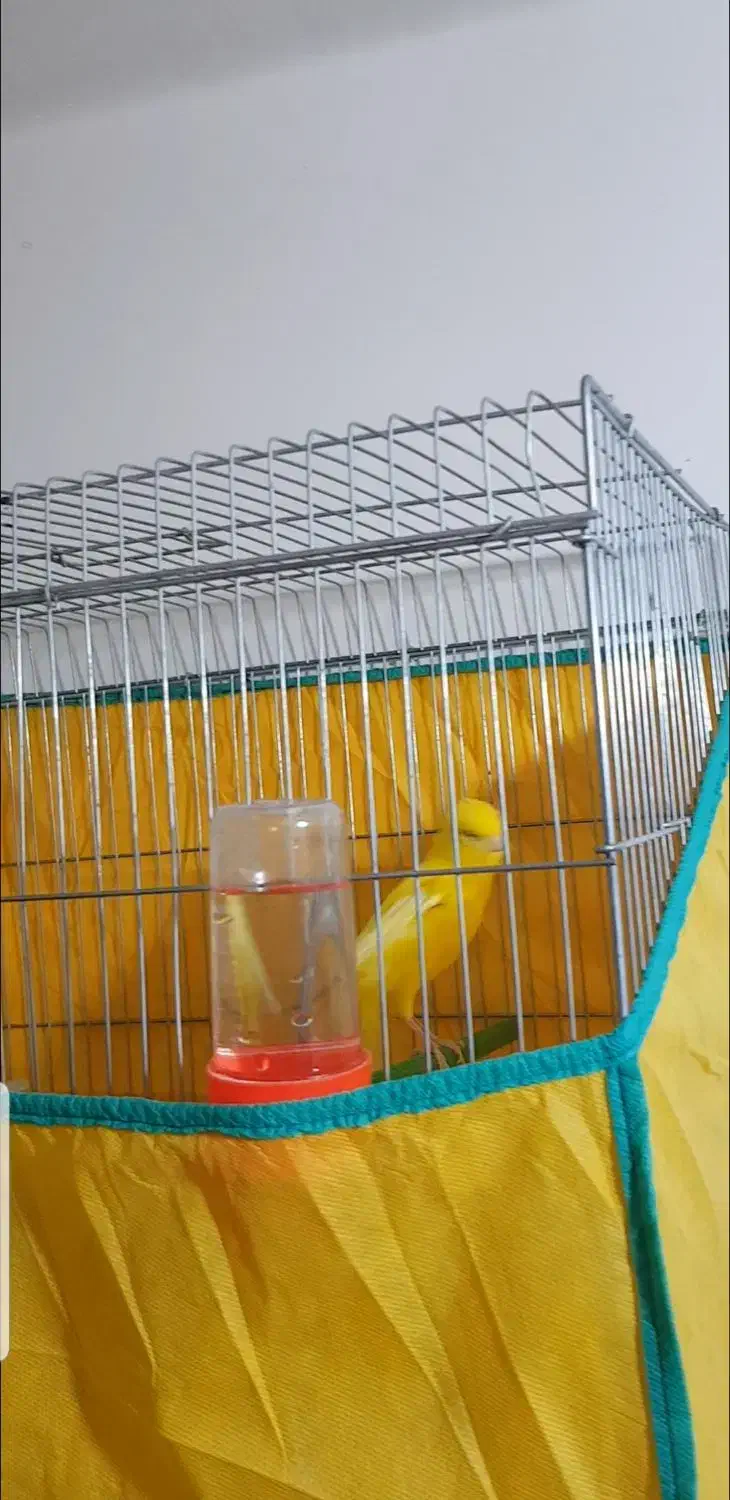 قناری طلایی|پرنده|بهبهان, |دیوار