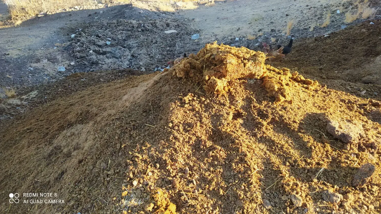 کود حیوانی رایگان|لوازم جانبی حیوانات|جوانرود, |دیوار