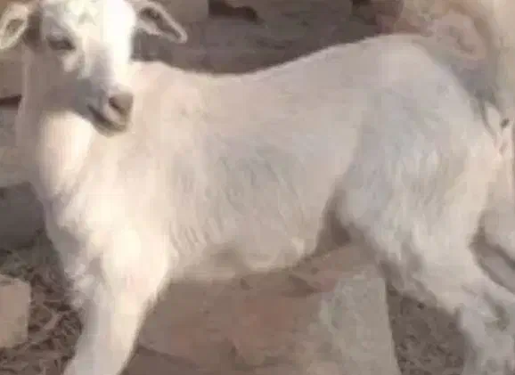 فروش دو عدد کهره|حیوانات مزرعه|قیروکارزین, |دیوار