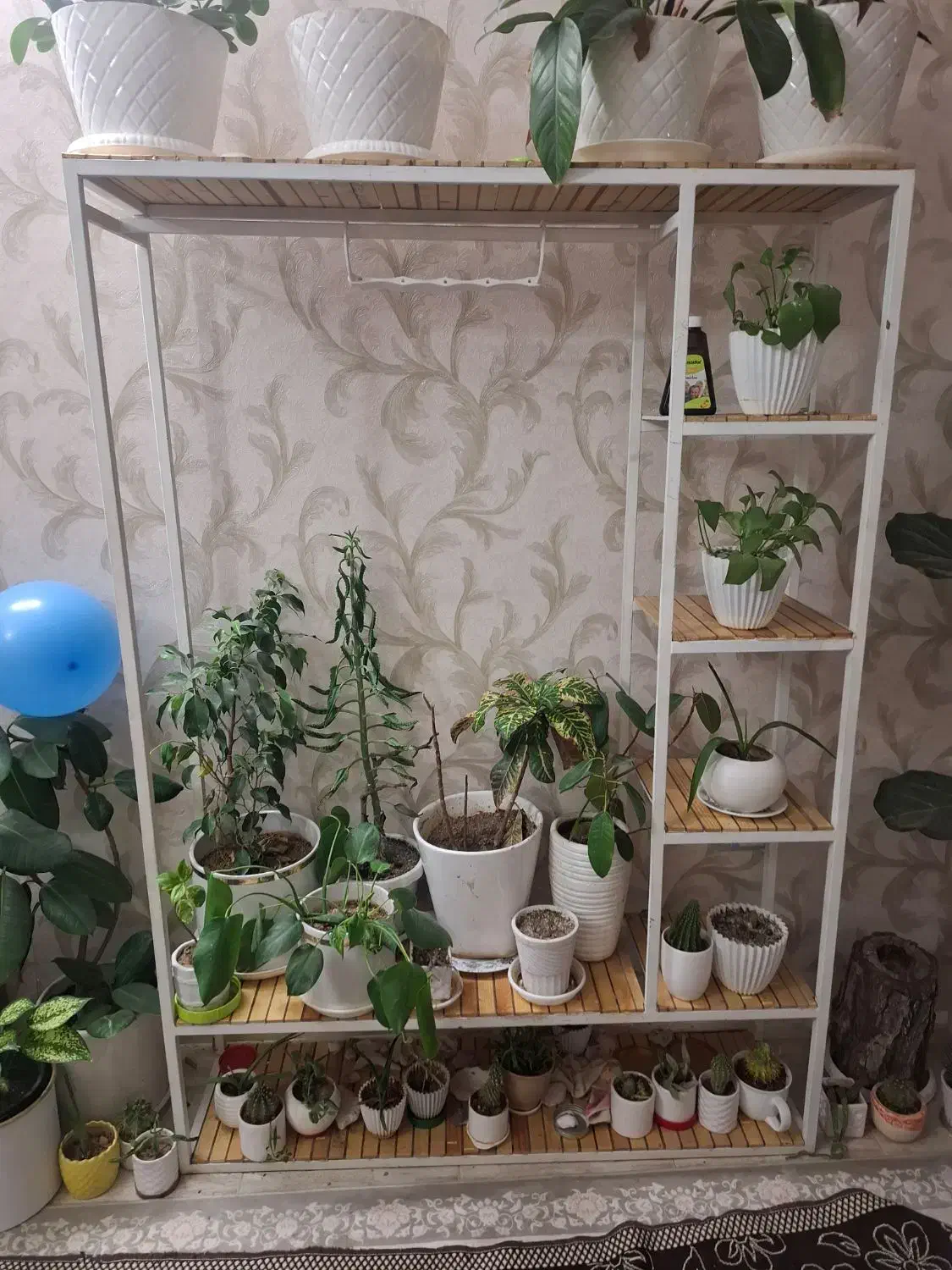 رگال واستند|گل و گیاه طبیعی|شیراز, شهرک فرزانگان|دیوار