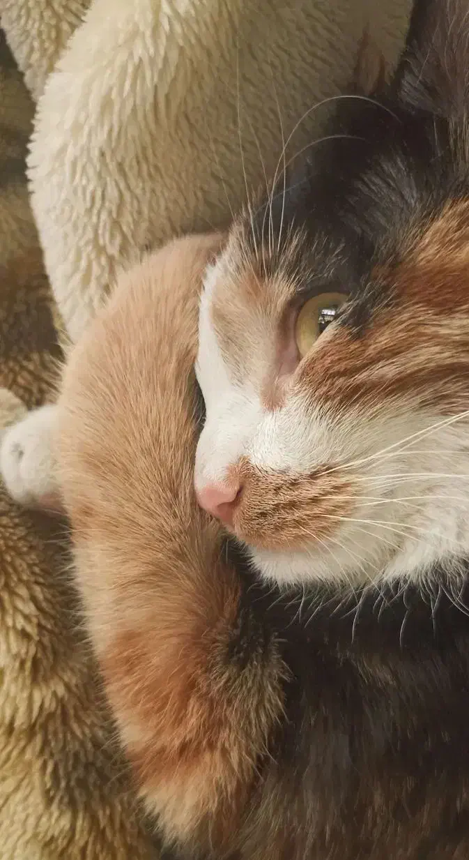 واگذاری فوری|گربه|اصفهان, آهنگران|دیوار