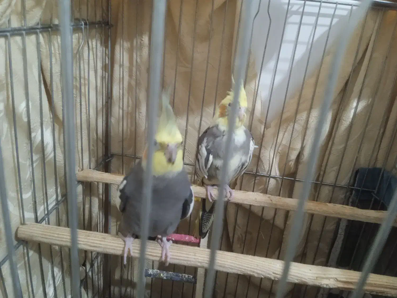 عروس هلندی سخنگو|پرنده|رباطکریم, نصیرشهر|دیوار