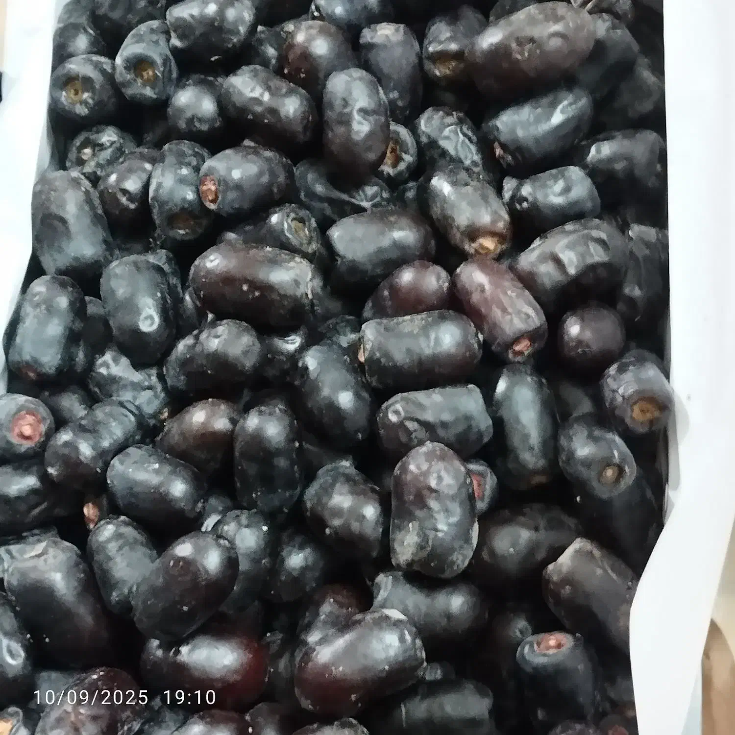 خرما|خوردنی و آشامیدنی|مشهد, موسوی قوچانی|دیوار