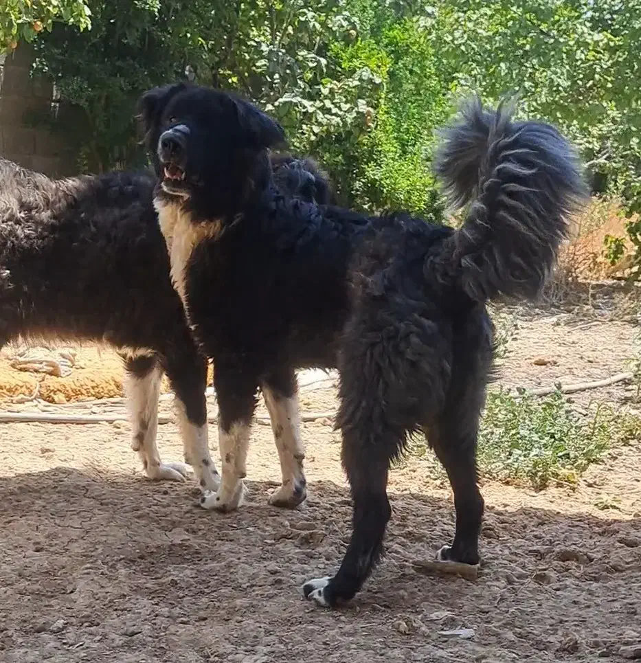 واگذاری سگ قدرجونی|سگ|مبارکه, |دیوار