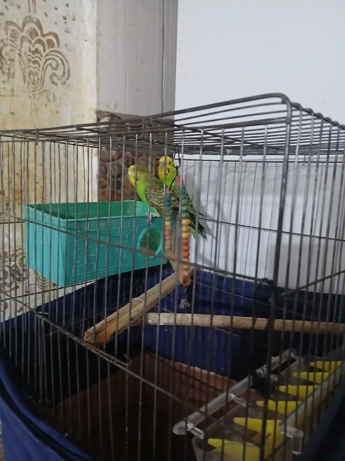 مرق عشق|پرنده|شوشتر, |دیوار